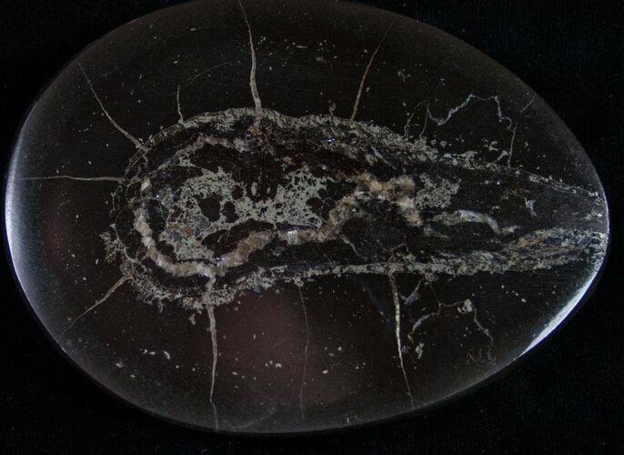 Polished Fish Coprolite (Fossil Poo) - Scotland #8940